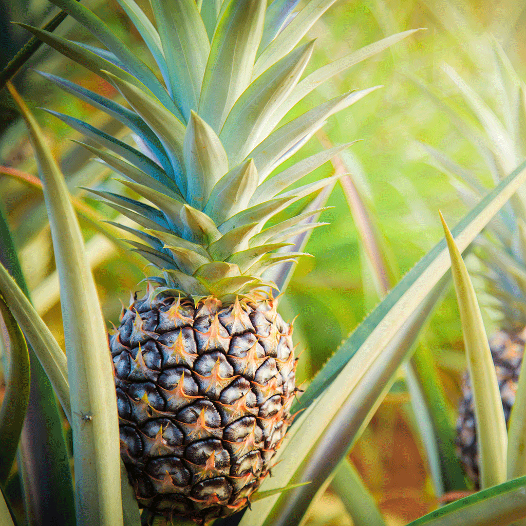 Ananas IMOpro nature